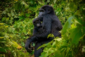 A beautiful portrait of a mother and infant mountain gorilla in their natural forest habitat in Uganda.