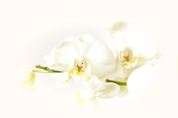Obraz na płótnie Canvas White orchid on a light background close-up with blur