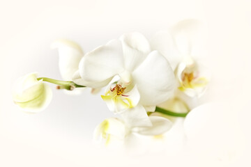 White orchid on a light background close-up with blur