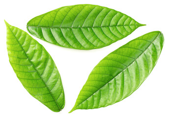 fresh cocoa leaves isolated on white background, top view