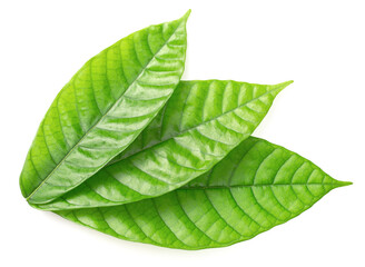 Obraz premium fresh cocoa leaves isolated on white background, top view