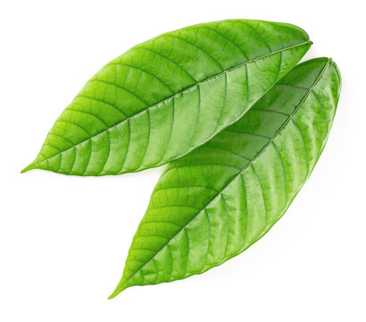 fresh cocoa leaves isolated on white background, top view