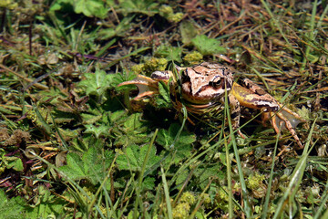 European Common Frog or Rana Temporaria