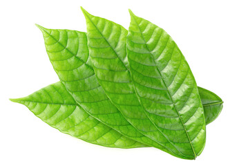 Obraz premium fresh cocoa leaves isolated on white background, top view