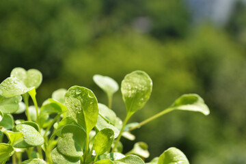 Arugula. Green arugula seedlings with water drops close up growing. 
