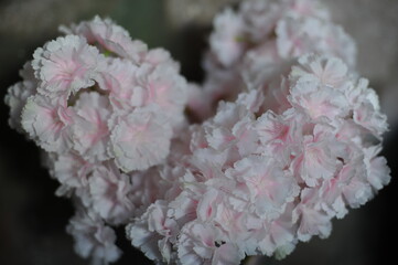 Beautiful white and pink petals of  hortensia (Hydrangea macrophylla , bigleaf hydrangea, French hydrangea, lacecap hydrangea, mophead hydrangea, penny mac) in fool bloom in summer isolated