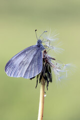 a small white butterfly dries its wings early in the morning in a clearing in dew