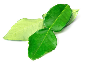 fresh caffre lime leaves isolated on white background