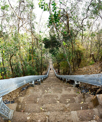 path in the woods