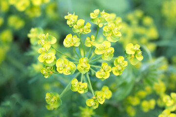 Bonaparte's crown also cypress spurge (in german Zypressen-Wolfsmilch) Euphorbia cyparissias