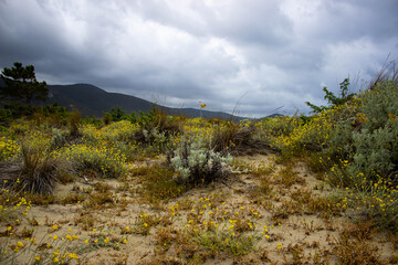 Flowery dune under dramatic sky near Collelungo beach, Uccellina Park, Tuscany, Italy.