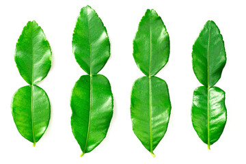 fresh kaffir lime leaves isolated on white background, top view