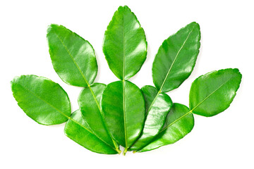 fresh kaffir lime leaves isolated on white background, top view