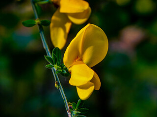 Obraz premium yellow flowers