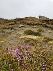 Pink flowers on mountain