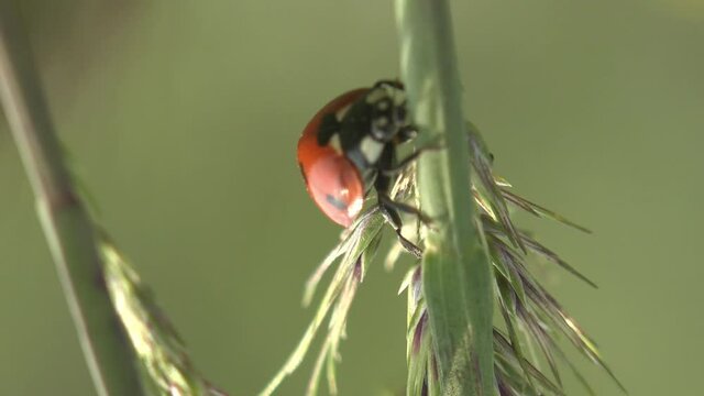 Coccinellidae as ladybugs and ladybirds as true bugs, prey on aphids or scale insects, which are agricultural pests. Macro view in wildlife