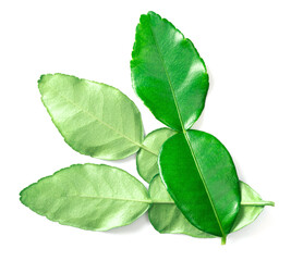 fresh kaffir lime leaves isolated on white background, top view