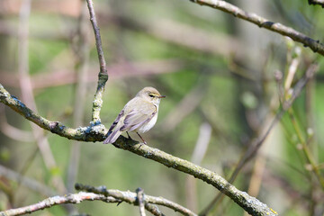 Zilpzalp im Frühjahr in der Oberlausitz	