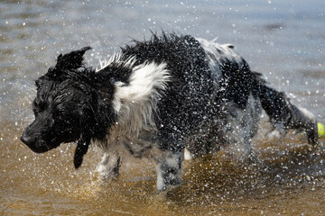 Friese stabbij shaking of the water, dog, copy space