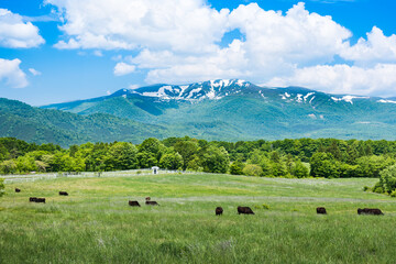 Fototapeta na wymiar 日本　栗駒山 駒姿の残雪と高原の牧場