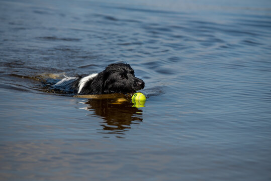 Friese stabbij playing in the water with ball, dog, copy space