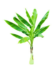 isolated banana plant on white background