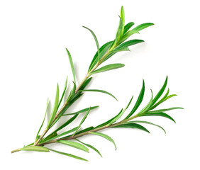 fresh sweet marigold twigs isolated on white background, top view