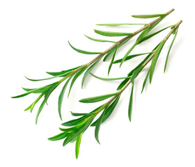 fresh sweet marigold twigs isolated on white background, top view