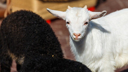 Goat. Portrait of a goat on a farm in the village. Beautiful goat posing.