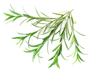 fresh sweet marigold twigs isolated on white background, top view