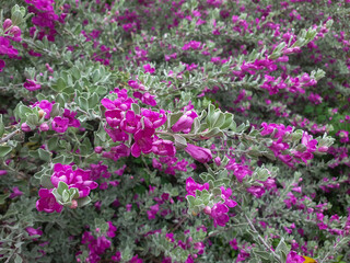 Purple bushes bloom beautifully in a garden.