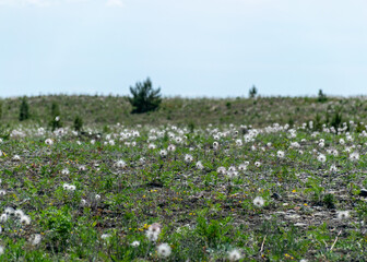 summer landscape with a traditional view from the Harilaiu peninsula on Saaremaa, Estonia