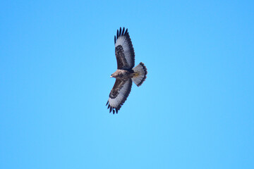 Mäusebussard im Flug in der Oberlausitz	