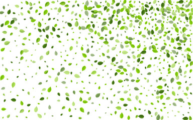 Olive Foliage Tree Vector Banner. Ecology Greens 