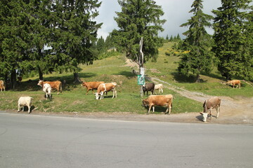Kühe in den Bergen