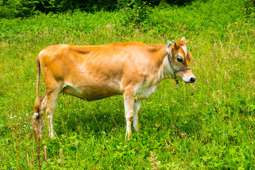 Cow on green pasture.