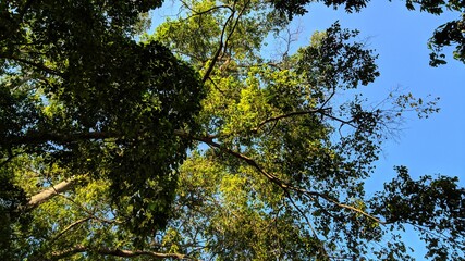 trees and sky