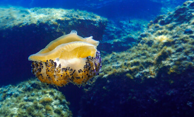 Fototapeta na wymiar jelly fish