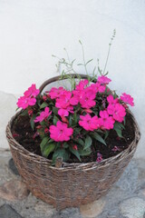 Purple Impatiens balsamina or balsam, garden balsam, rose balsam, touch-me-not in full bloom in summer in a basket as garden decoration