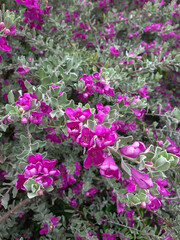 Pink bush. Day light, sunny weather.