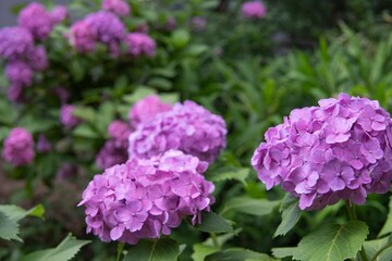 沢山のピンクのアジサイ／Hydrangea