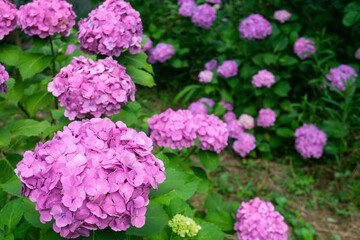 前後にピンクののアジサイが咲いている／Hydrangea