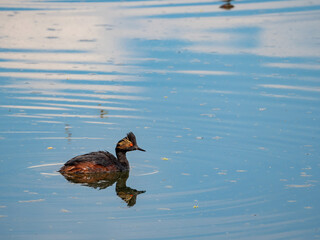 Close up shot of a Black-necked grebe swimming in a pond