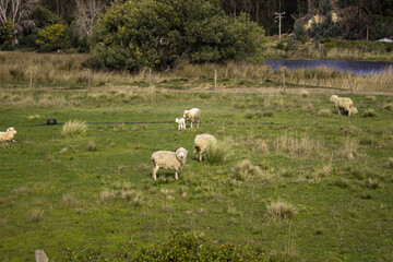 sheep and lambs