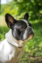 French Bulldog sit on grass