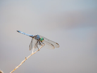 Close up of Blue dasher