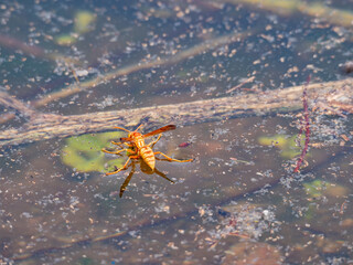 Close up shot of a Polistinae bee resting on the water surface