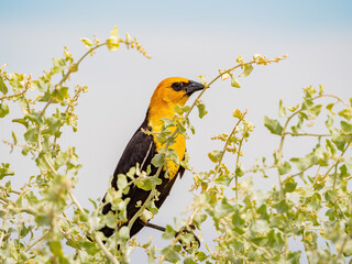Close up of a cute Yellow-headed blackbird