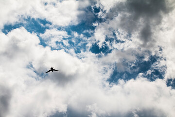 sky torn by clouds. soaring bird above the ground