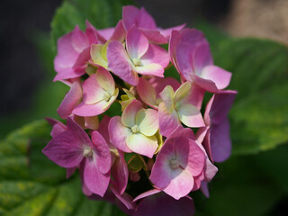 Young pink hydrangea during the first flowering period
